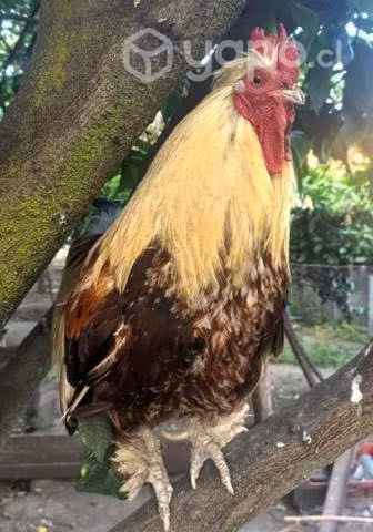 Pollos - Imagen 4