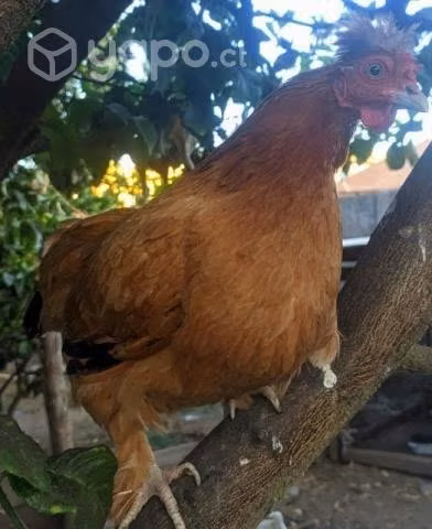 Pollos - Imagen 6