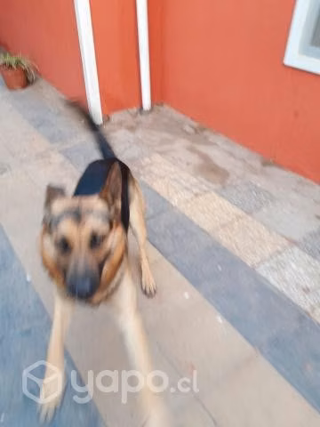 Regalo guardian por espacio