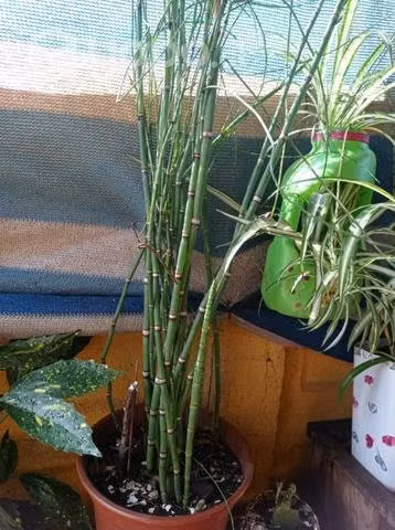 Plantas hermosas - Imagen 2
