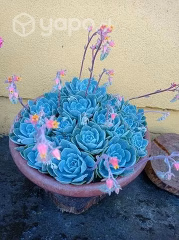 Plantas hermosas