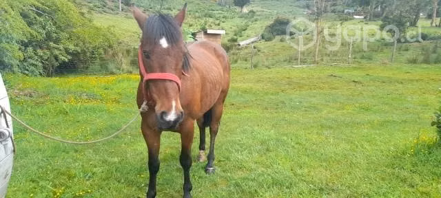 caballo