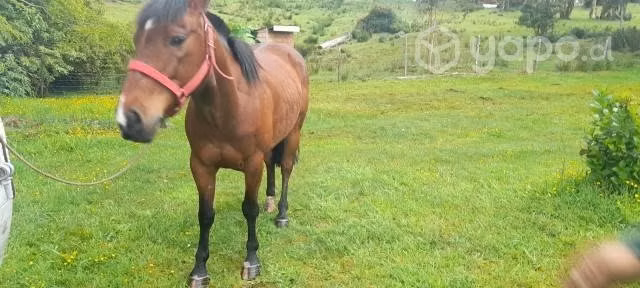 caballo