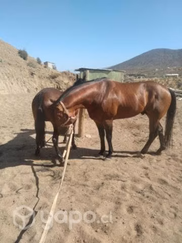 Caballos y una montura