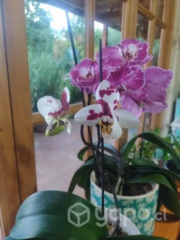 Orquídeas multiflora