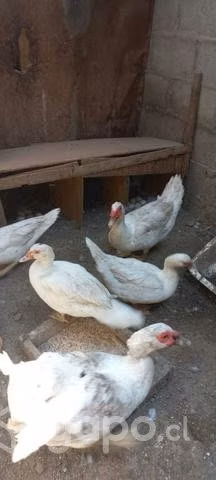 patos