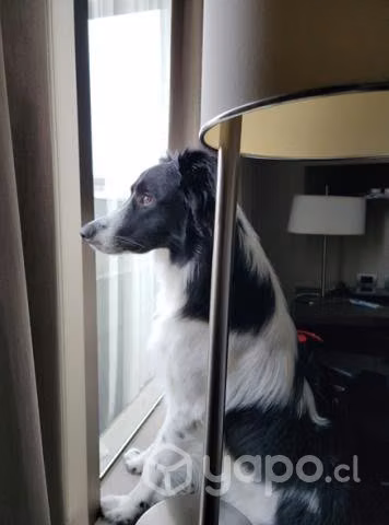 Perrito BORDER COLLIE busca pareja
