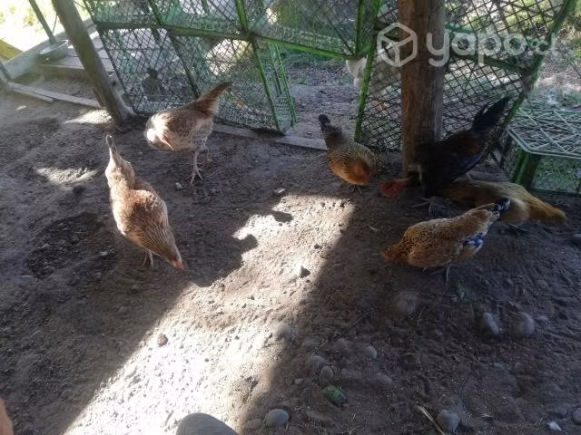 Gallinas, gallos y pollos