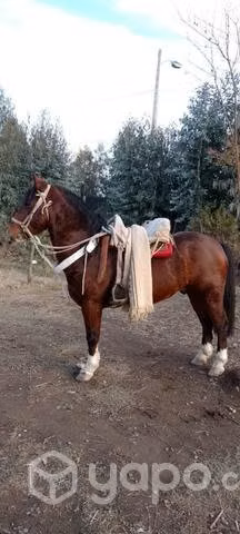 Caballo 7 años