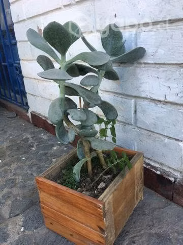 Plantas suculentas