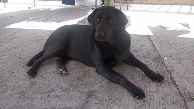 Francesca una apuesta perrita busca Dog-Lover - Imagen 2