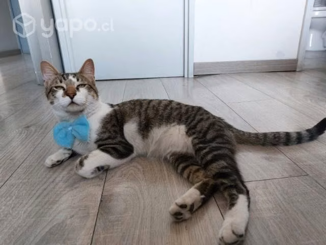 Gatito en adopción