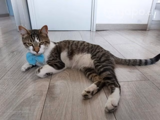 Gatito en adopción