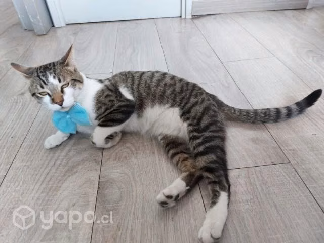 Gatito en adopción