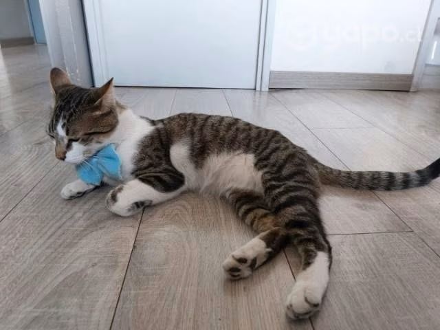 Gatito en adopción