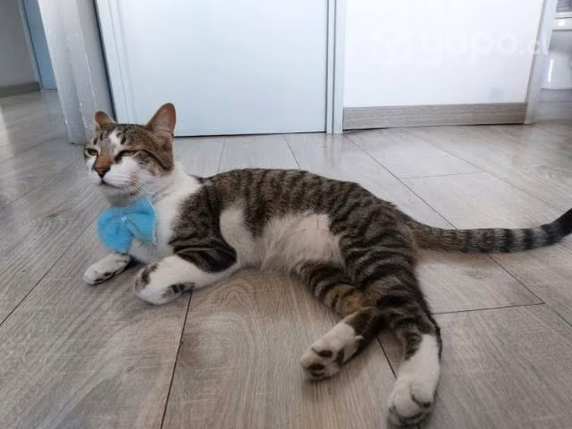 Gatito en adopción