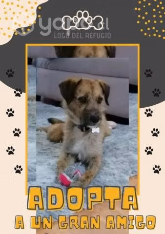 Pierre un perrito encantador en busca de Dog-Lover