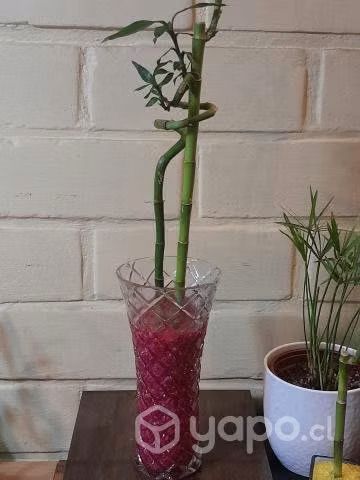 Plantas de lucky bamboo
