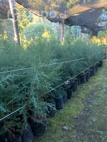 Cipres macrocarpa