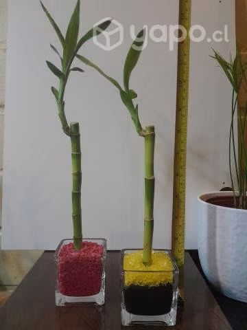 Lucky bamboo