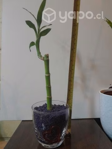 Lucky bamboo