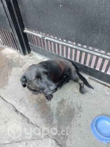 Regalo perrito