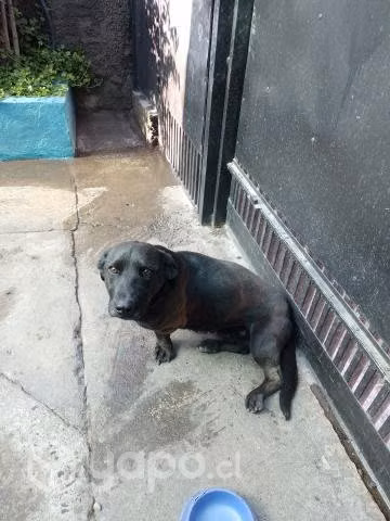 Regalo perrito