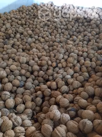 Nueces serr 2021