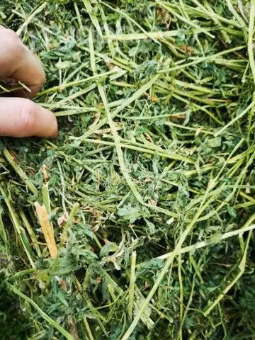 Fardos Alfalfa