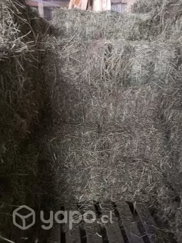 Fardos Alfalfa