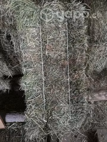 Fardos Alfalfa