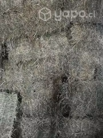 Fardos Alfalfa