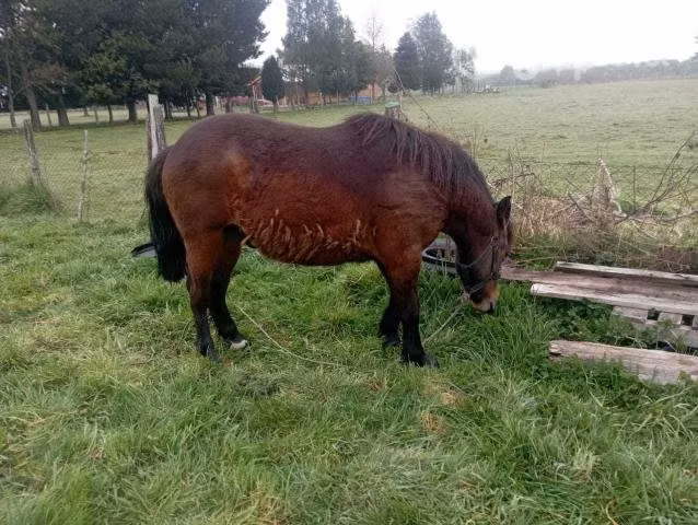 Hermoso Pony