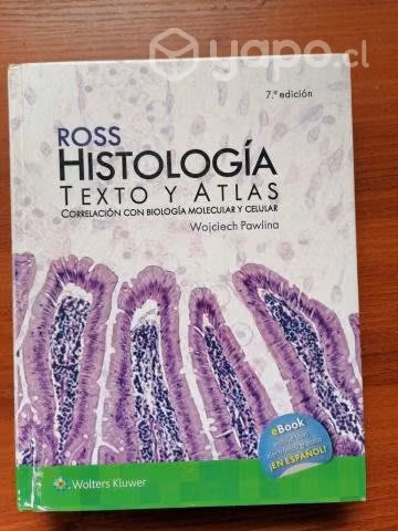 Anatomia