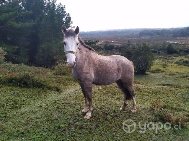 Caballo