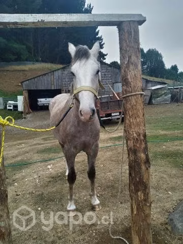 Caballo