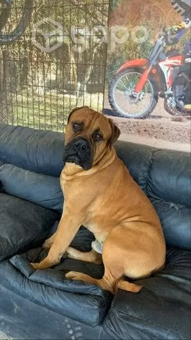 Bullmastiff busca polola