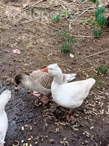 pareja de Gansos