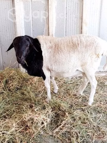 Carnero reproductor raza SOMALÍA.