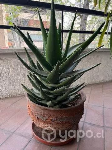 Aloe Vera (madre)