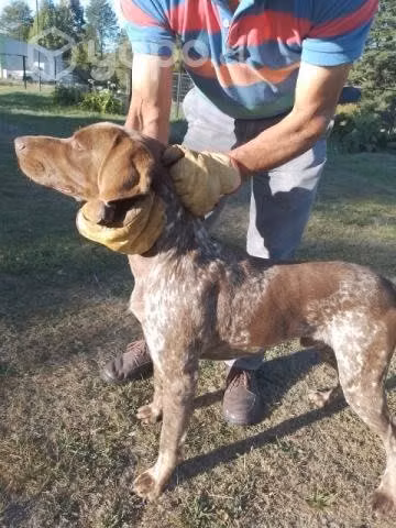 Se da en adopción - Imagen 2