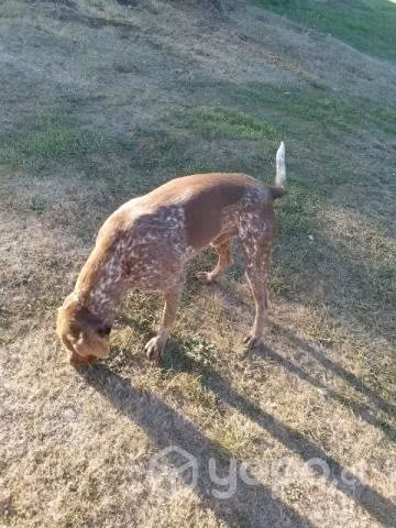 Se da en adopción - Imagen 3