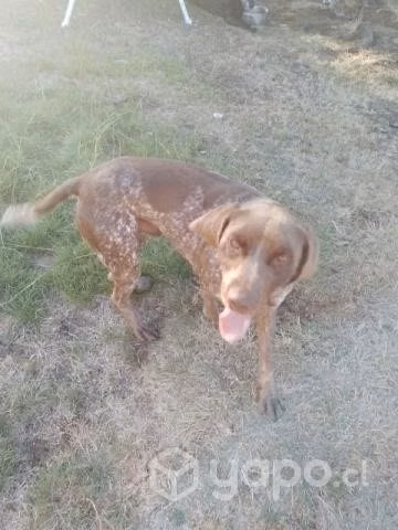 Se da en adopción