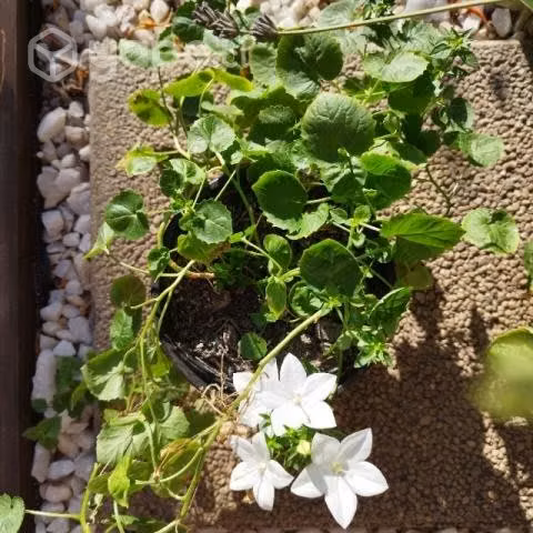 Variedad en plantas