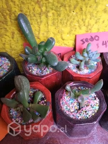 Suculentas muy preciosas