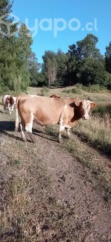 Toro reproductor 3 años