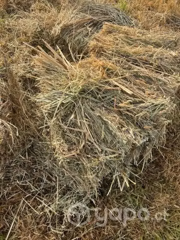 Fardos de pasto Natural, ballica y poco de avena - Imagen 2