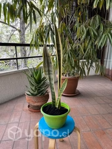 Suculenta (lengua de suegra)