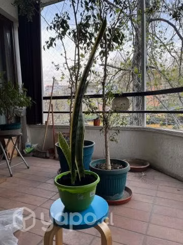 Suculenta (lengua de suegra)