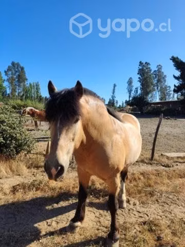 caballo manso de trabajo